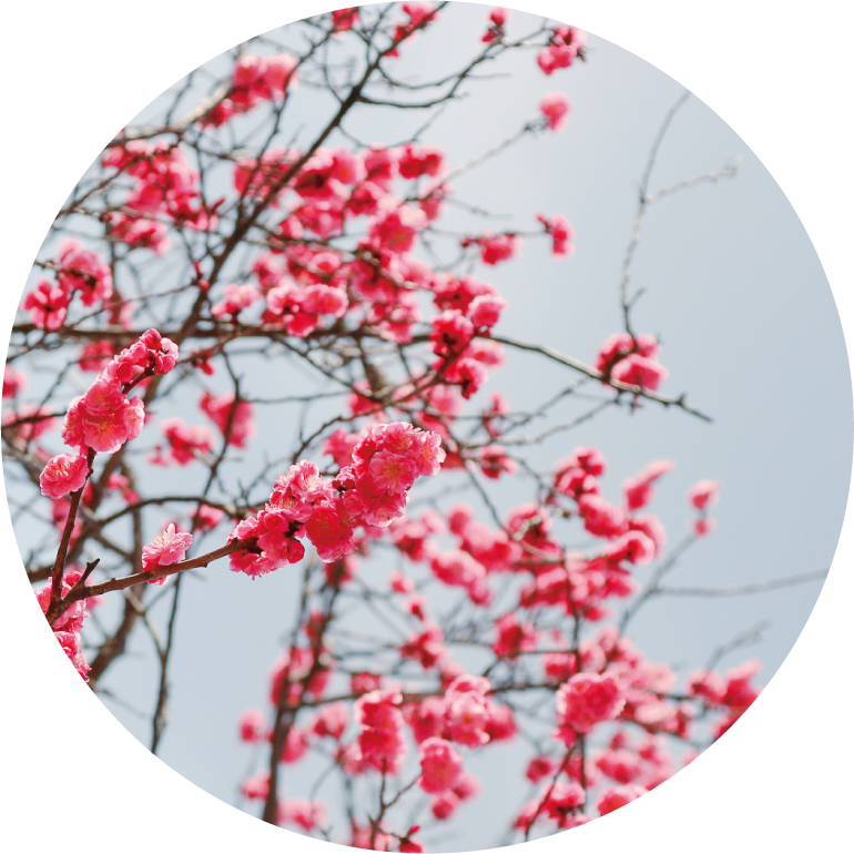 新色】格子文様 紅梅 | 一澤信三郎帆布